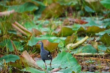 A purple finch is about to fly over aquatic plants in Bueng Boraphet in the early morning
