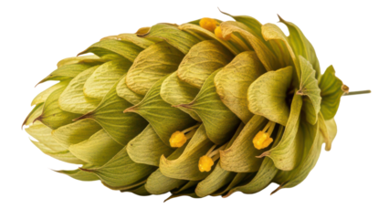 Close-up Hop Cone Detail