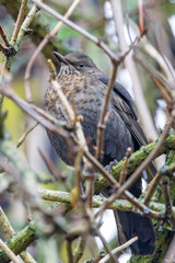 Blackbird (Turdus merula) - Extremely common in parks, gardens, woodlands, and urban areas across Europe.