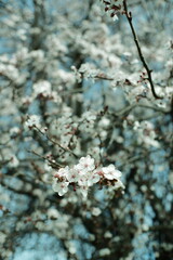 Cherry plum tree blooming in spring, close-up of delicate white flowers. Natural floral background