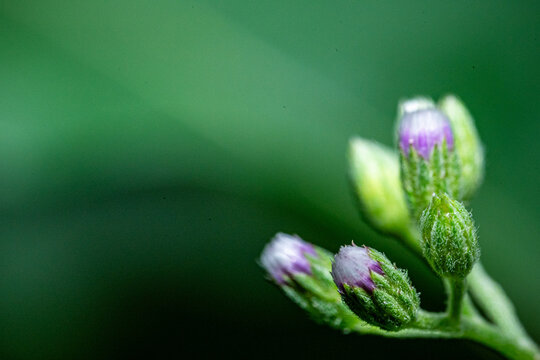 Purple flower bud isolated on natural green blur background