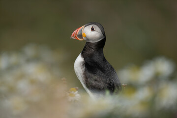 Atlantic puffin bird standing between daisy flowers in shetland