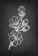 Jasmine Sambac Maid of Orleans branch chalk sketch