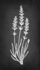 Lavender plant chalk sketch.