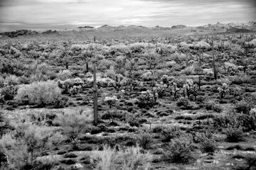 Black and White Sonoran Desert Arizona