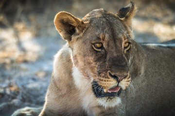 Naklejka premium Ein später Nachmittag im Etosha Nationalpark 