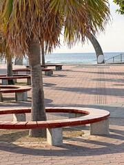 Curved wooden benches surround palm trees along a sunny seaside promenade