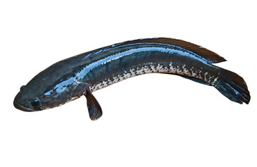 Snakehead Fish Isolated on PNG Background ( shol fish)