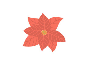 赤いポインセチアの花