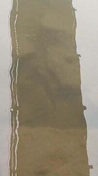 Wild green chromide or pearlspot brackish river water fish native to Kerala and madagascar swimming under dirty brown water near riverbank. Pearl spot fish also known as Karimeen, kundal and kalundar.