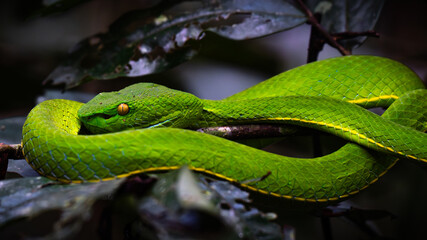 a master among masters  - ein Meister unter Meistern