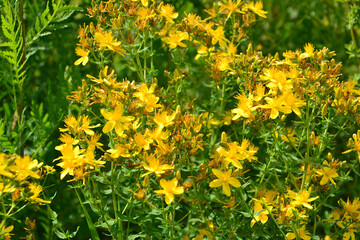 Obraz premium Yellow St. John's Wort Flowers with green stems in Bloom