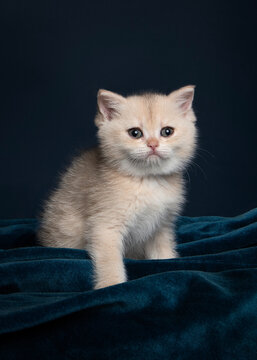 Pretty british shorthair kitten sitiing on a velvet underground and a dark blue background looking at the camera