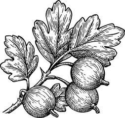 Gooseberries branch. Hand drawn ink sketch.