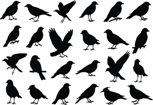 A comprehensive set of various bird silhouettes in different poses and orientations for graphic design