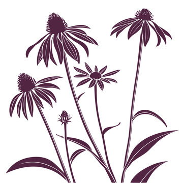 echinacea purpurea rubinsterns in a row with leaves