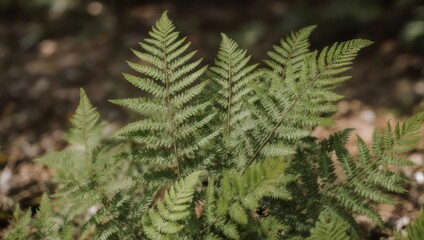 Lush Green Ferns Thriving in a Shaded Forest Environment.