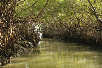 Green tunnel formed by mangrove vegetation and river water.  Region of Icaraizinho, northeast region of Ceara state, Brazil