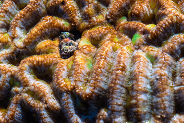 Close-up photo of coral reef texture. Natural background.