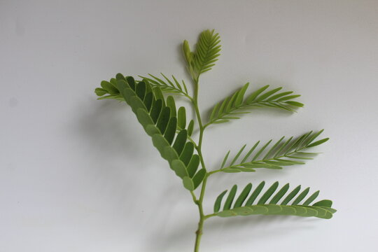 Tamarind (Tamarindus indica) leaf, isolated on white background,for botany, tropical plant, herbal and food concepts