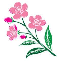 Pink Cherry Blossoms Illustration