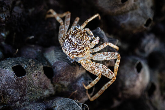 Tiny crab scuttles across dark, textured rocks. Its shell blends with earthy tones and shadows. 