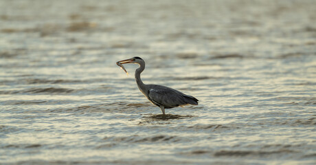 Gray Heron Catching Fish in Shallow Coastal Waters at Sunset