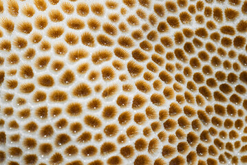 Close-up photo of coral reef texture. Natural background.