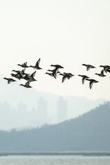 Flock of Migratory Ducks Flying Over Shenzhen Bay with Misty City Skyline