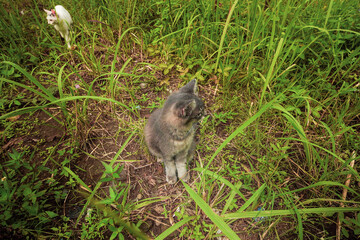 A serene moment captured as two curious cats explore a lush green grassy meadow, showcasing their playful nature