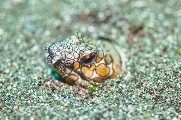 Napoleon Snake Eel in the Lembeh Strait, Sulawesi, Indonesia