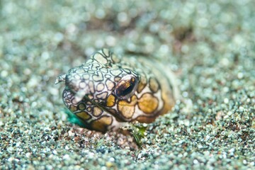 Napoleon Snake Eel in the Lembeh Strait, Sulawesi, Indonesia