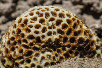 Close-up photo of coral reef texture. Natural background.