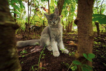 Adorable grey kitten sitting in a lush garden with lush green foliage and trees around it, looking at the camera