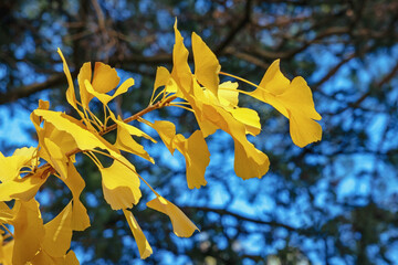 Branch of  ginkgo tree with bright yellow fan-shaped leaves on sunny autumn day. Ginkgo biloba