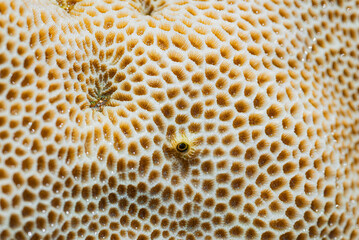 Close-up photo of coral reef texture. Natural background.