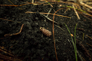 Small pinecone on dark, textured soil with charred fragments and green growth, symbolizing nature's resilience and cycle of rebirth post-environmental change