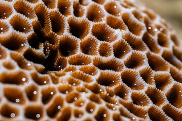 Close-up photo of coral reef texture. Natural background.