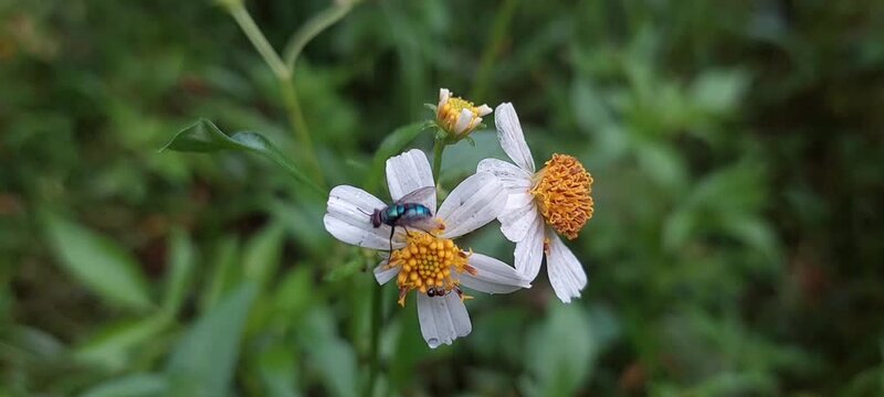 flies perched on flowers. 