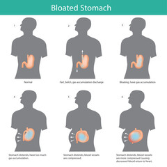 Detailed Structure of an Amoeba Cell
