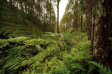 Lush and verdant forest floor blanketed with an intricate tapestry of green ferns, leading the eye through a dense, serene woodland of towering trees, embodying wild natural beauty