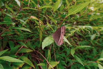 Brown butterfly resting on a vibrant green leaf amidst lush foliage, a captivating close-up showcasing the serene beauty of insect life and its natural habitat