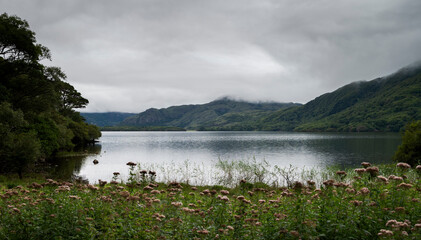 A tranquil scene at Lough Leane, Ireland, with a forested shoreline under an overcast sky, misty hills in the background, and pink flowers in the foreground