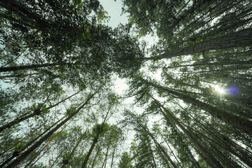 Looking up into the majestic canopy of a dense forest, tall trees reach towards the sky, creating a serene and immersive natural environment