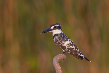 Pied Kingfisher Hovering Over Water – Wildlife Bird Photography