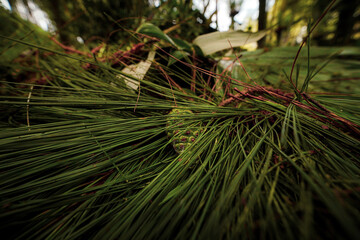 A detailed close-up of vibrant green pine needles and a solitary, developing pine cone nestled on the lush, textured forest floor, embodying the serene beauty of a woodland ecosystem