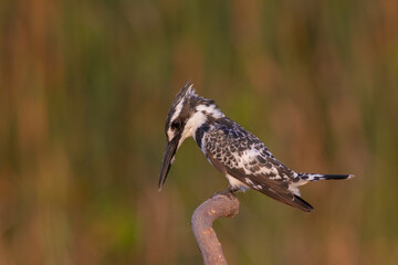 Pied Kingfisher Hovering Over Water &ndash; Wildlife Bird Photography