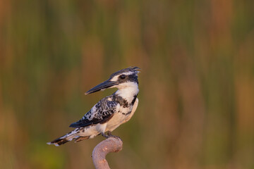 Pied Kingfisher Hovering Over Water &ndash; Wildlife Bird Photography