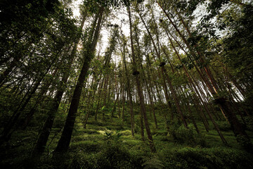 A low-angle view captures the majestic height of towering trees in a dense, sun-dappled forest, their green canopies reaching for the vast sky