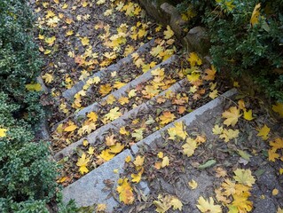 the steps in the park are strewn with yellow leaves